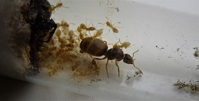 Lasius flavus 3 - Kopie.JPG