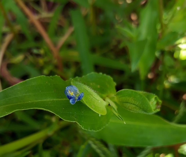 commelina3.jpg