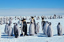 220px-Kaiserpinguine_mit_Jungen.jpg