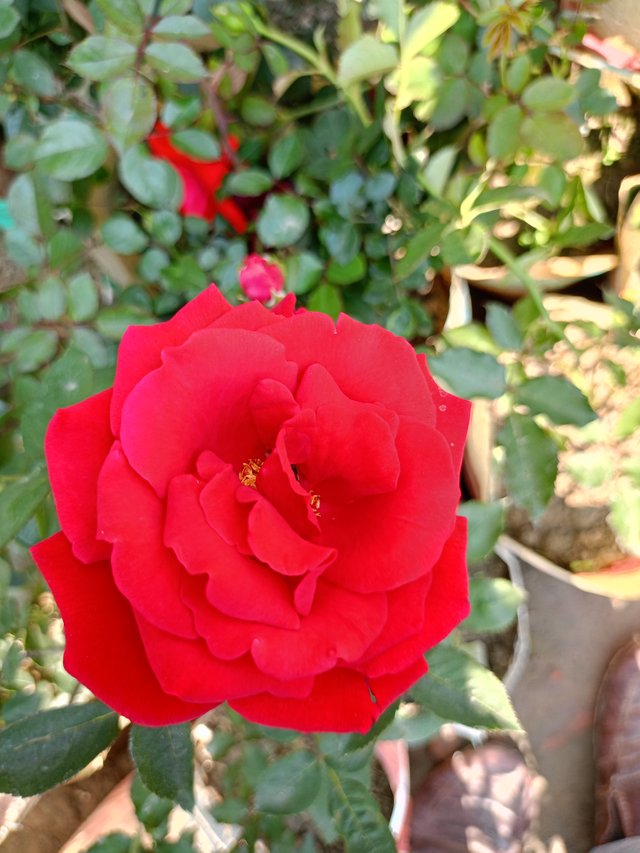 IMG20250116124735.jpg