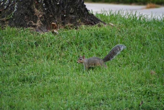 squirrel 2-1.jpg