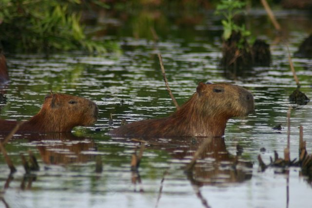 capybara_3.jpg