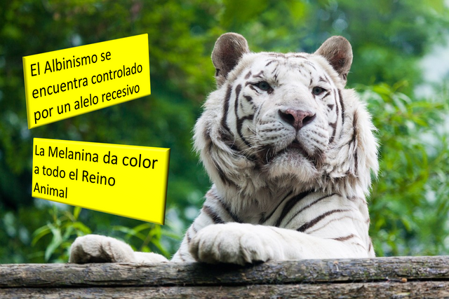 tigre.png