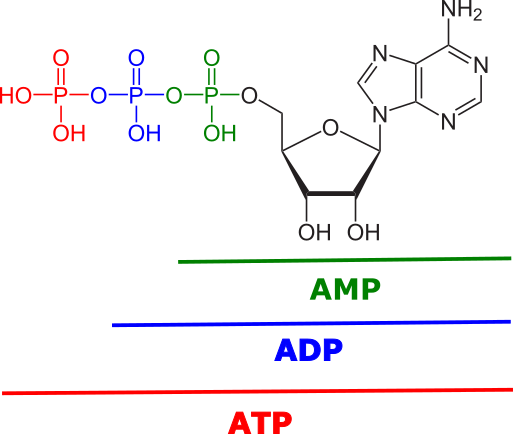 AMP ADP ATP.png