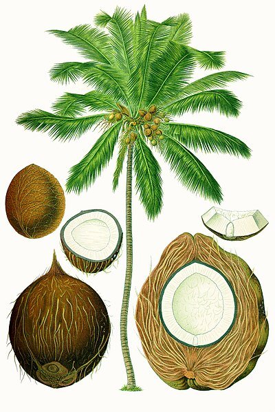 Cocos_nucifera_-_Köhler–s_Medizinal-Pflanzen-187.jpg