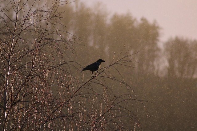 crow-8626517_1280.jpg