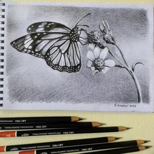 Dibujo: Mariposa monarca sobre una flor// club5050 — Steemit