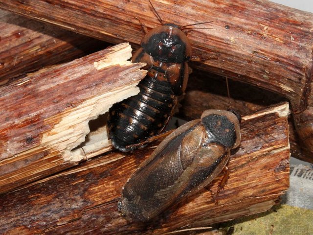 adult-b-dubia-roaches-1024x768.jpg