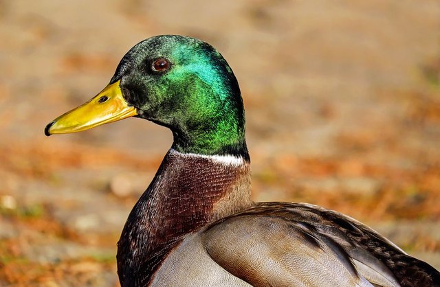 mallard-1893080_960_720.jpg