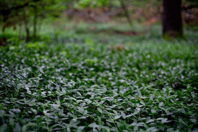 leafy clearing in a rainy forest original photography by fraenk