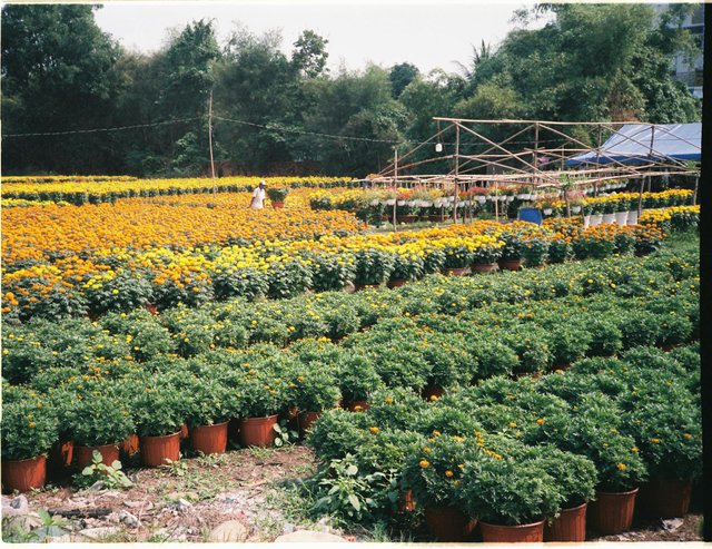 free-photo-of-view-of-potted-plants-at-a-plant-nursery.jpeg