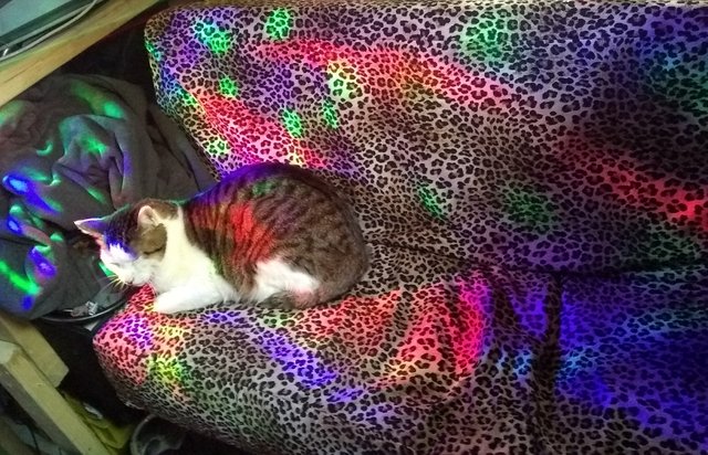 Disco Cat l.jpg