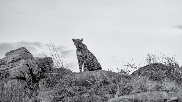 Samburu Leopard.jpg