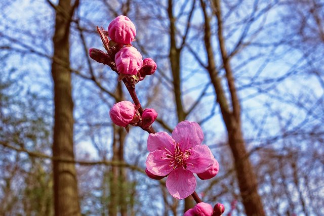 Flores de Cerezo Japones.jpg