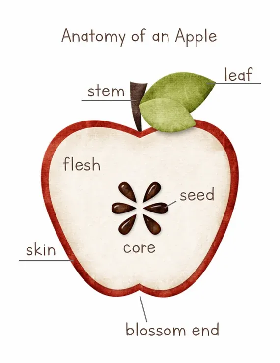 anatomy of an apple.webp