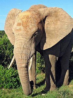 250px-African_Elephant.jpg