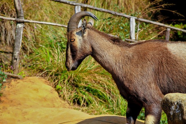 nilgiri-tahr-3428499_1920.jpg