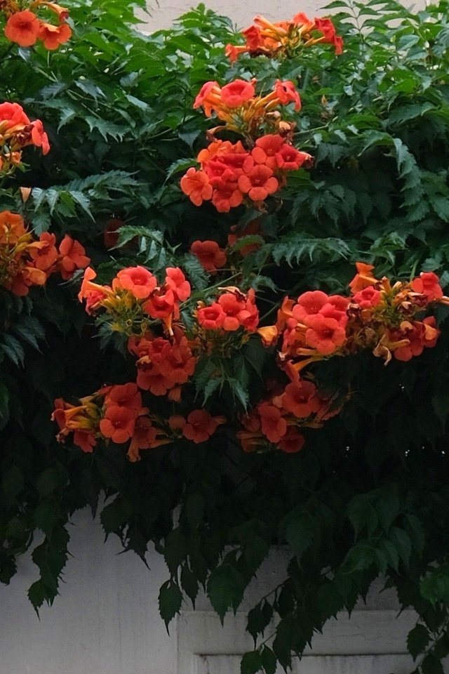 IMG_5340.jpeg