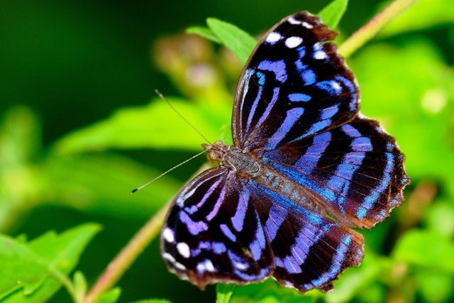 Mexican-Bluewing-Butterfly-Wikipedia-1000x667.jpg