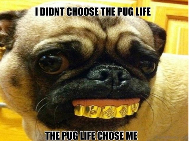 pug-lifw-grill.jpeg