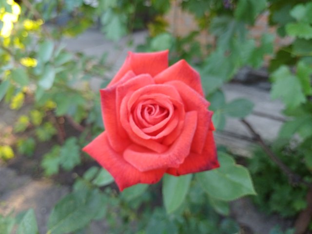 20250819_071326.jpg