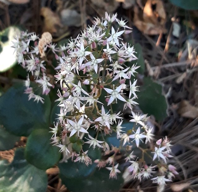 crassula cava.jpg