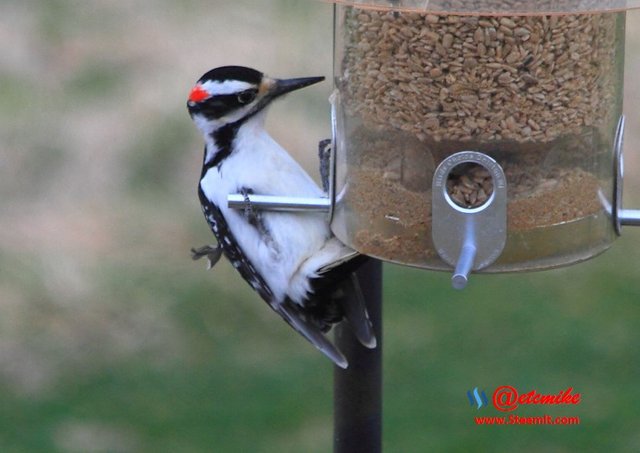 Hairy Woodpecker PFW65.jpg