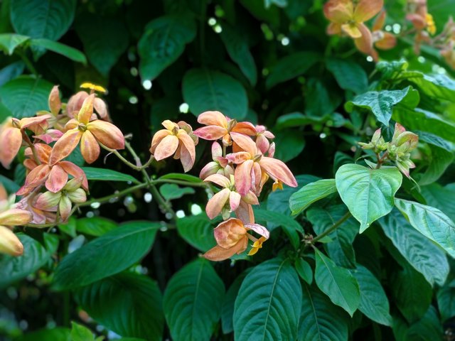 IMG_20250714_102606.jpg