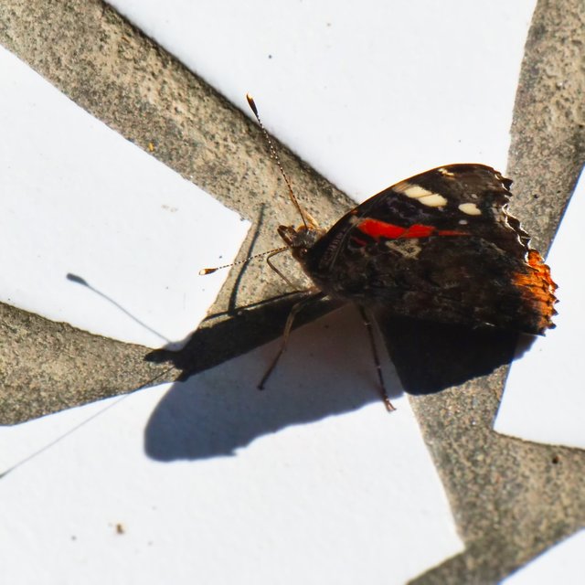 Red Admiral on tiles