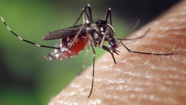 mosquitoes_710x400xt.jpg