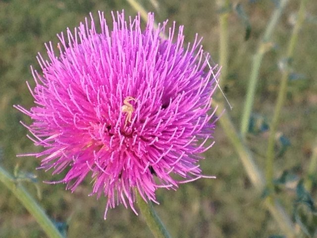 thistle 1000.JPG