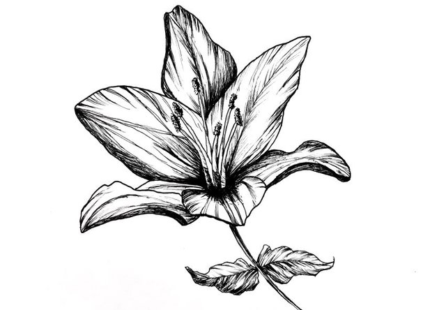 flower-pen-drawing.jpg