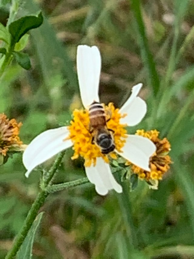 flower and bee4.jpg