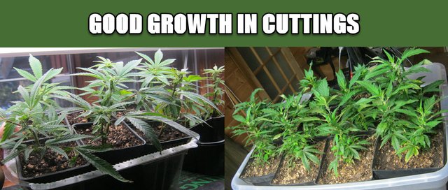 2 pictures of cuttings showing good growth.JPG