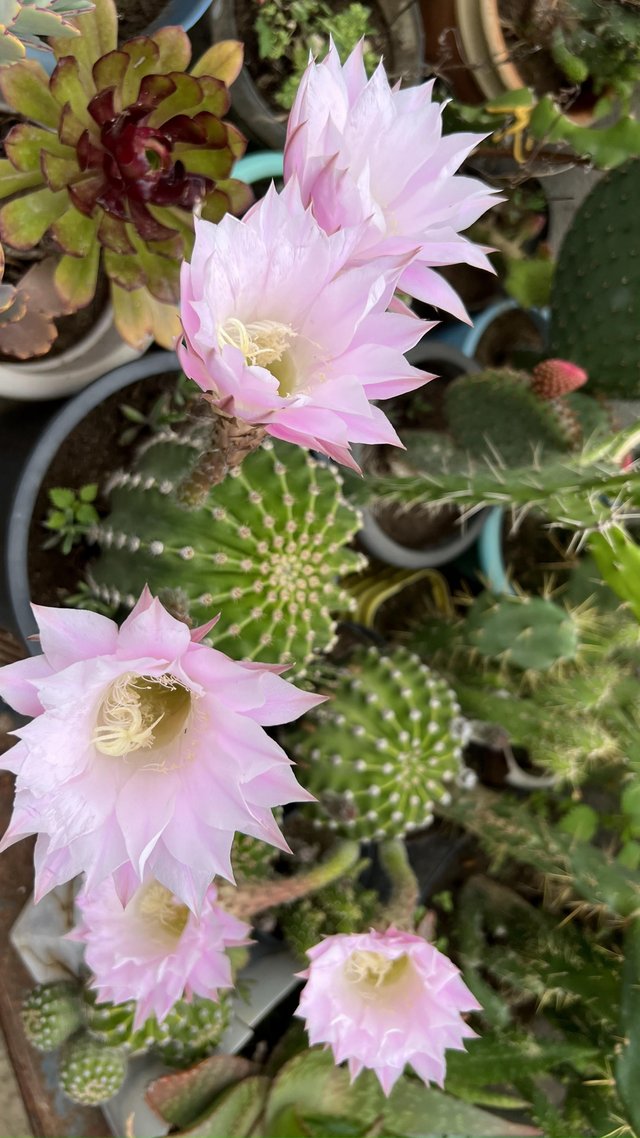 echinopsis.jpg