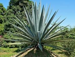 Agave.jpg