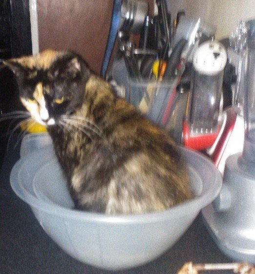 Cat Photography, TinketBowl, Dec 22 2016.jpg