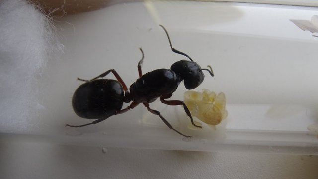 Camponotus herculeanus 3.JPG