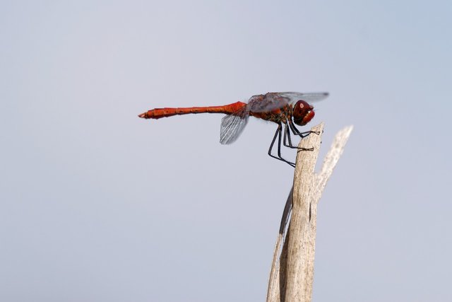 dragon-fly-7404035_1280.jpg