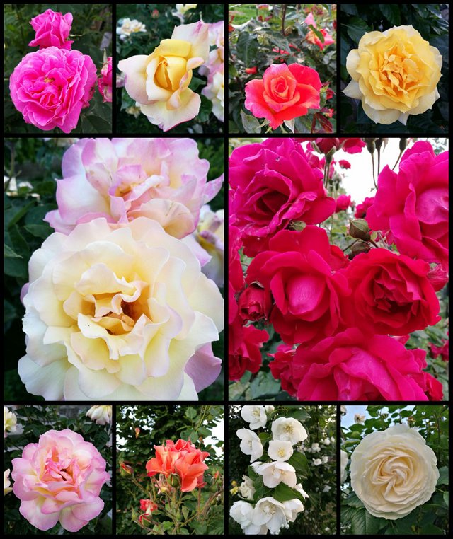 may roses.jpg