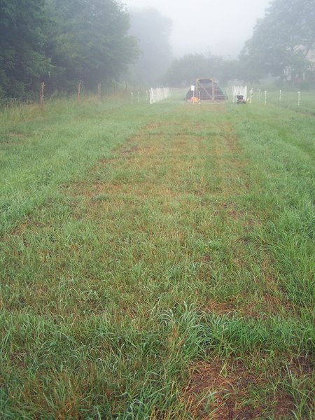 Pasture coop track crop June 2019.jpg