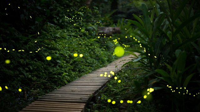 fireflies.jpg