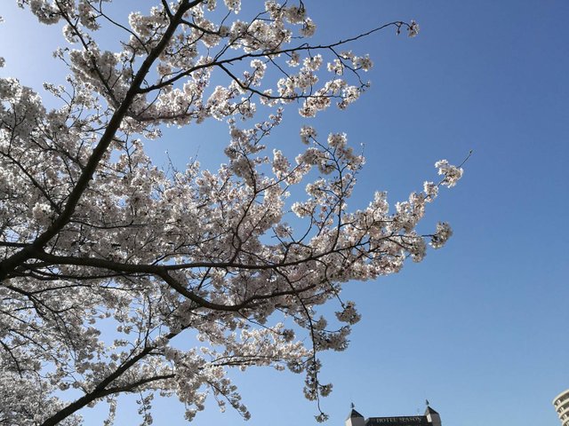 Sakura7.jpg