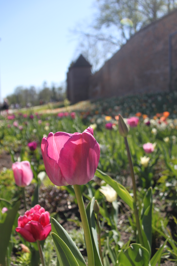 Tulpen verzieren die Stadtmauer