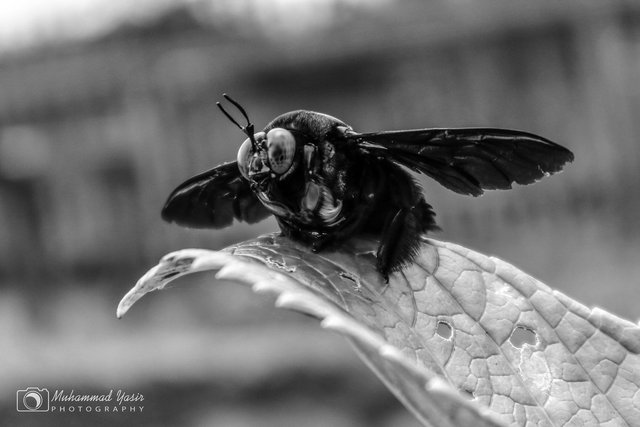 YASIR BNW (2).jpg