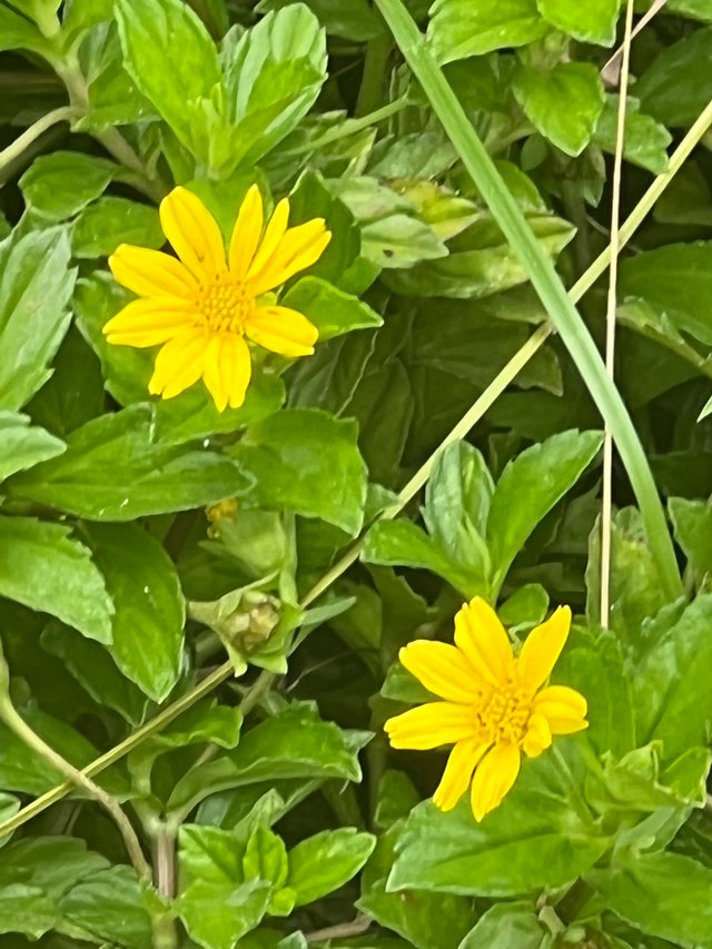 IMG_7056.jpeg