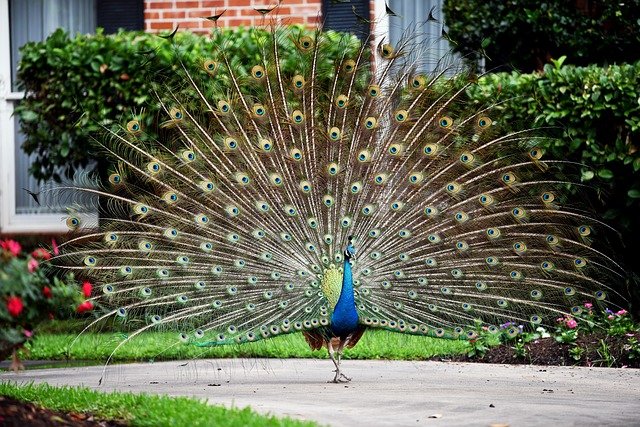 peacock-7338744_640.jpg