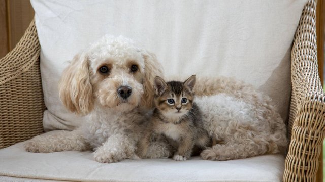 freundschaft-tiere-hunde-katzen.jpg