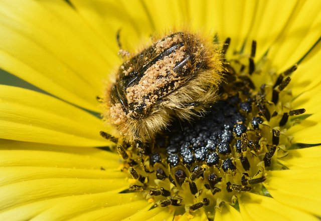 bugs yellow daisy 3.jpg