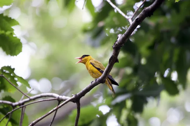 black-naped-oriole-7580879_1280.webp